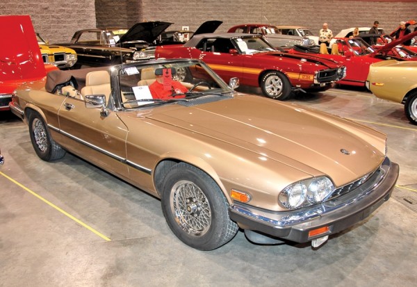 A Luxury Cat with Claws